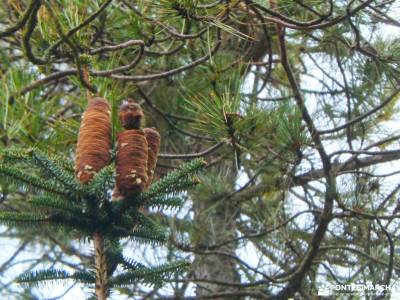 Daroca Salvaje_Gallocanta-Pinsapar de Orcajo; comarca del maestrazgo valle del guadalquivir camino d